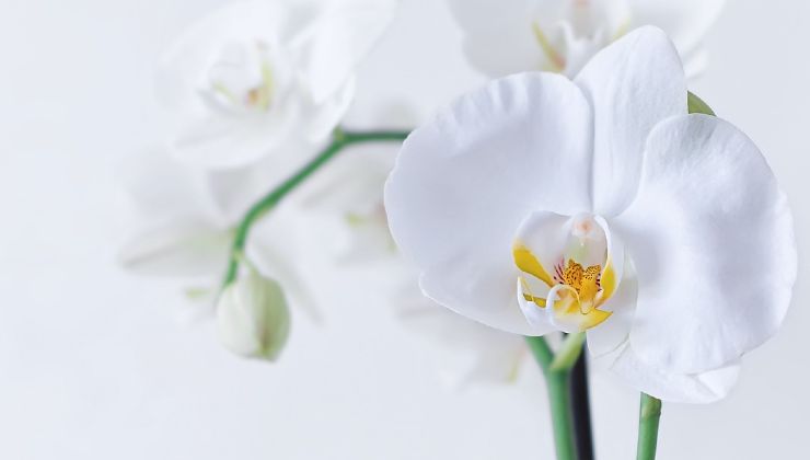 orchidea sana Orquídea saludable