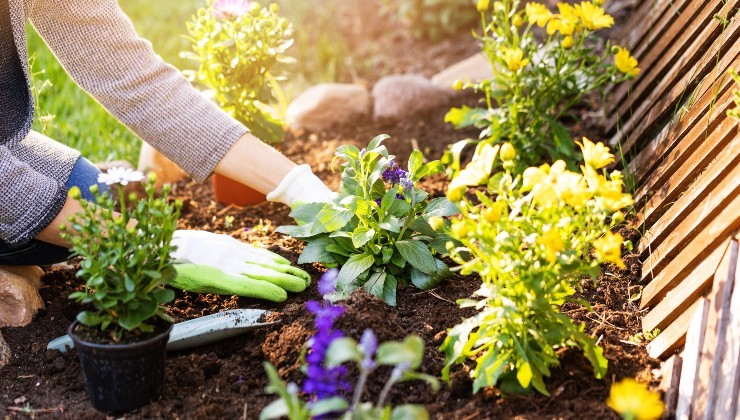 Come avere un giardino sano Cómo tener un jardín saludable