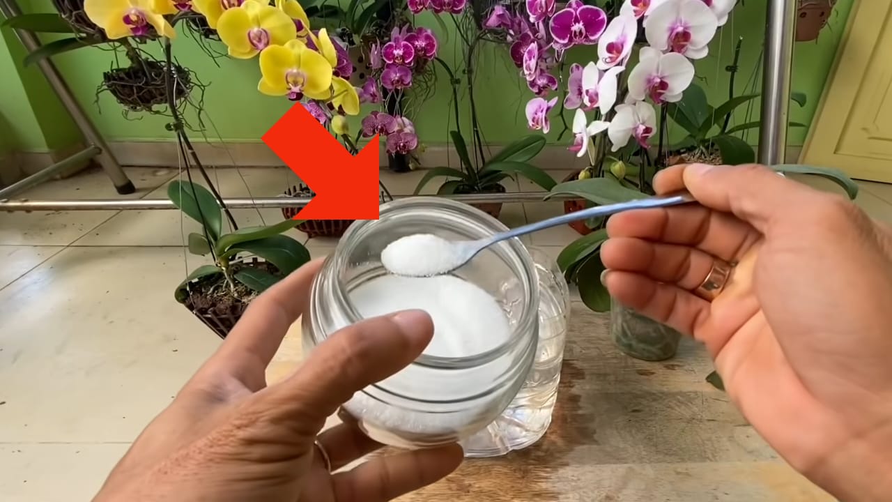 remedio orquidea