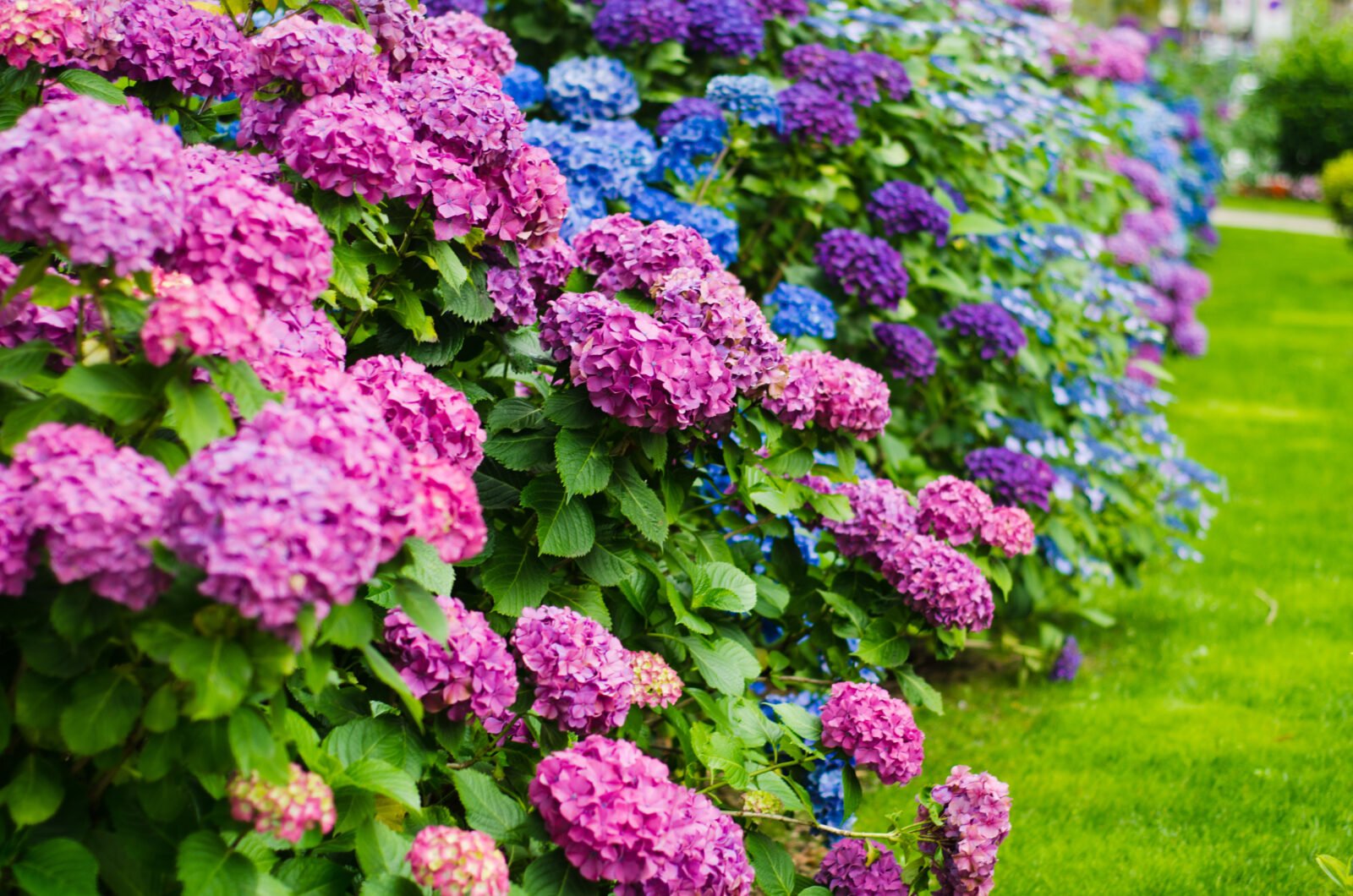 Obtén hortensias coloridas
