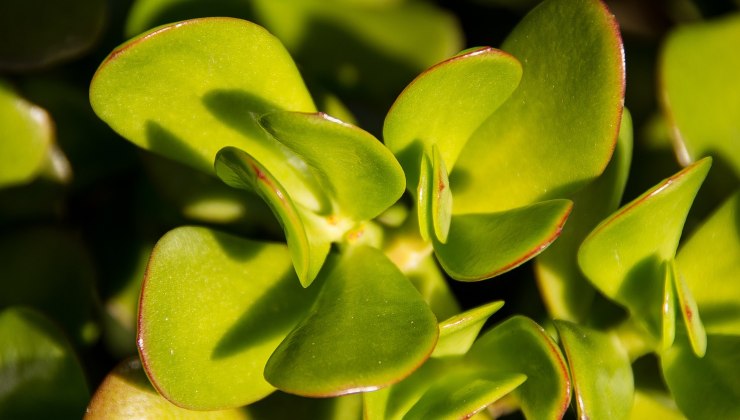 Albero dei soldi o crassula Árbol del dinero o crassula