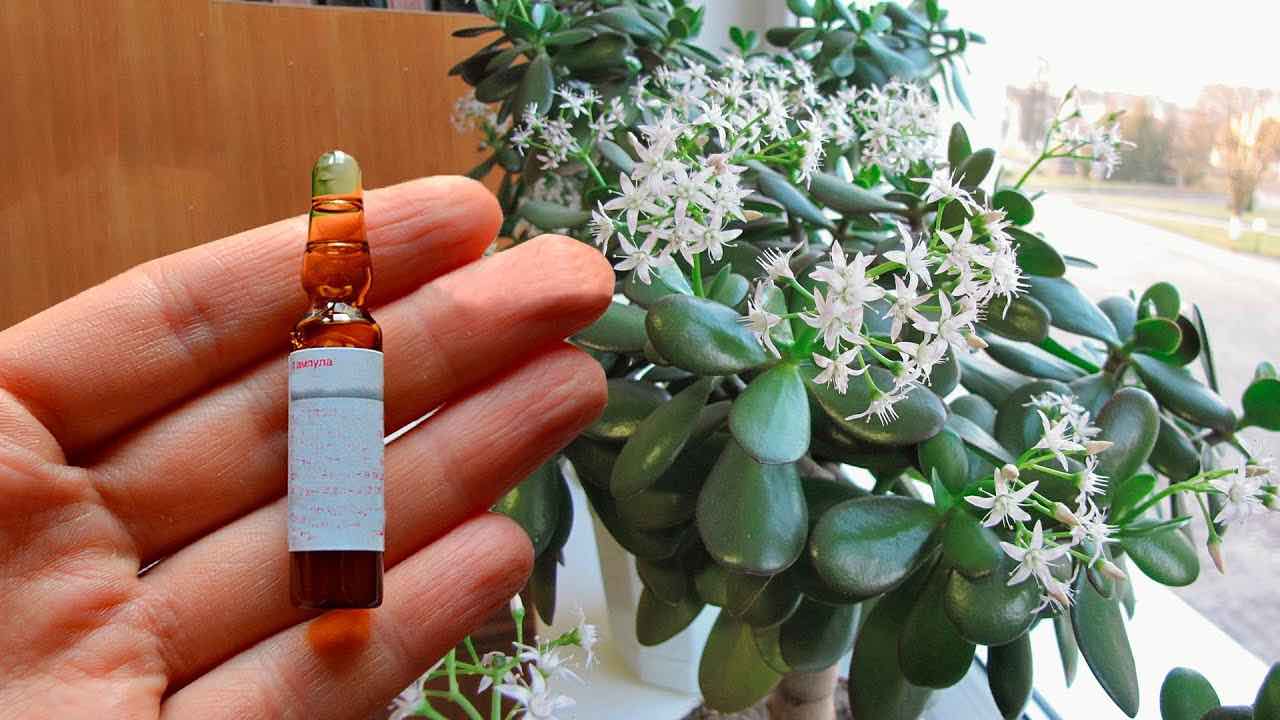 Albero dei soldi Árbol de dinero