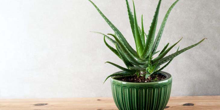 Si tienes una de estas 7 plantas en casa: cuídala porque tienes un tesoro en casa 3 Aloe vera