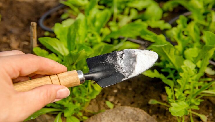 Bicarbonato sulle piante Bicarbonato de sodio en las plantas