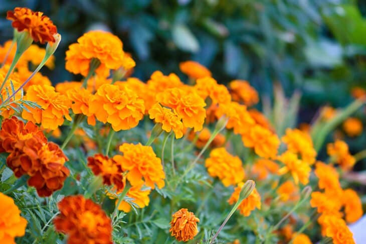 Esta planta es milagrosa para la huerta: ahuyenta todos los gusanos que destruyen tu cosecha 2 Calendula officinalis