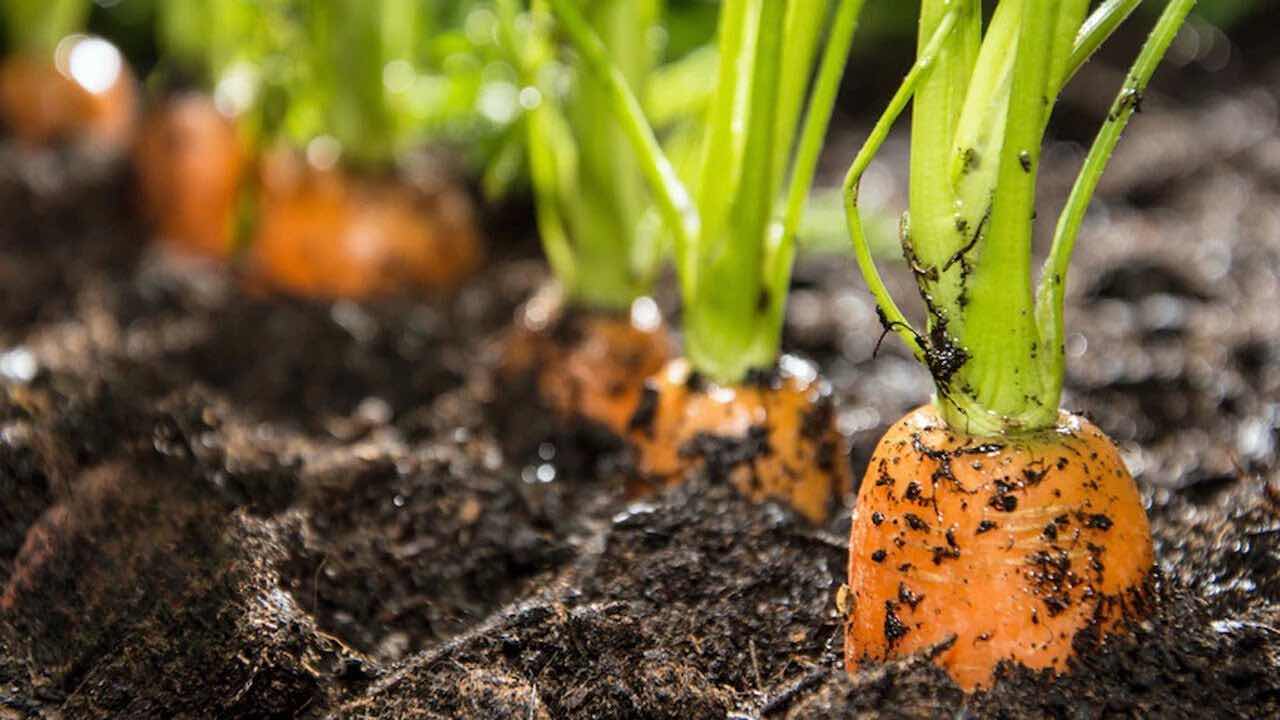 Carote orto Huerto de zanahorias