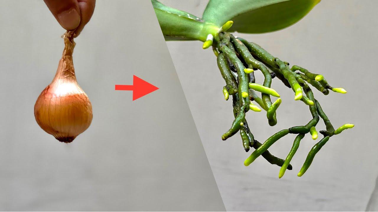Cultivar una cebolla