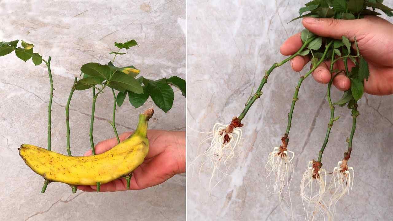 Rose, come moltiplicarle all'infinito con una banana Rosas, cómo multiplicarlas infinitamente con un plátano