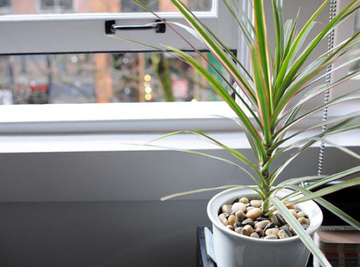 Si tienes una de estas 7 plantas en casa: cuídala porque tienes un tesoro en casa 2 Dracaena marginada