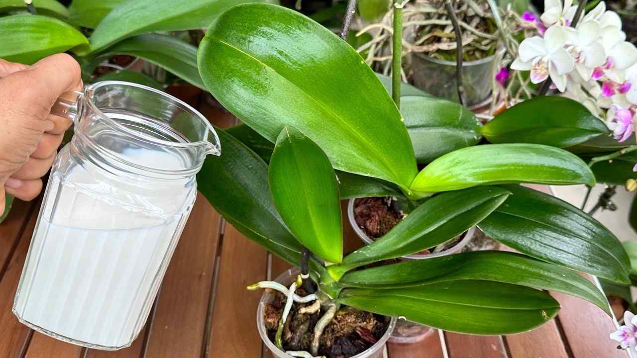 Fertilizzante nella pianta Fertilizante en la planta.