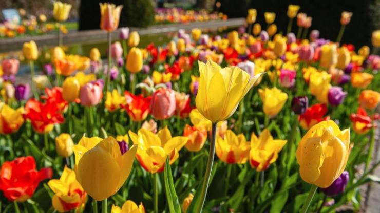 Jardín lleno de flores con este método