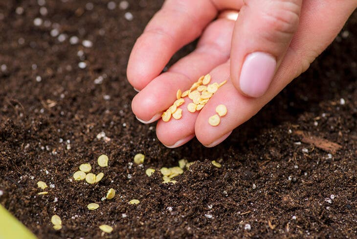 ¿Cómo plantar cilantro en tu jardín? (Y cómo usarlo) 3 plántulas