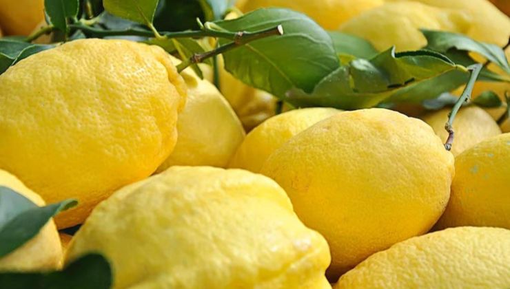 Limoni Limones