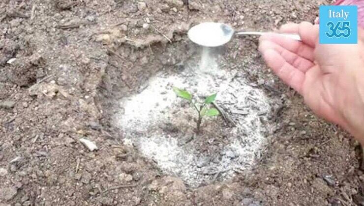 Mettere bicarbonato su una piantina Poner bicarbonato de sodio en una plántula
