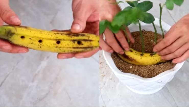 Come moltiplicare le rose con una banana Cómo multiplicar rosas con un plátano
