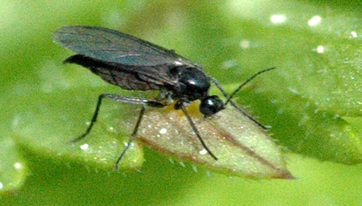 Moscerino sulla pianta Moscerino sulla pianta