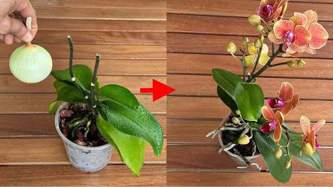 Orchidea fiorita Orquídea en flor
