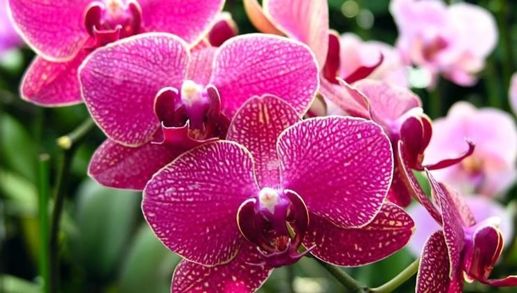 orquídeas