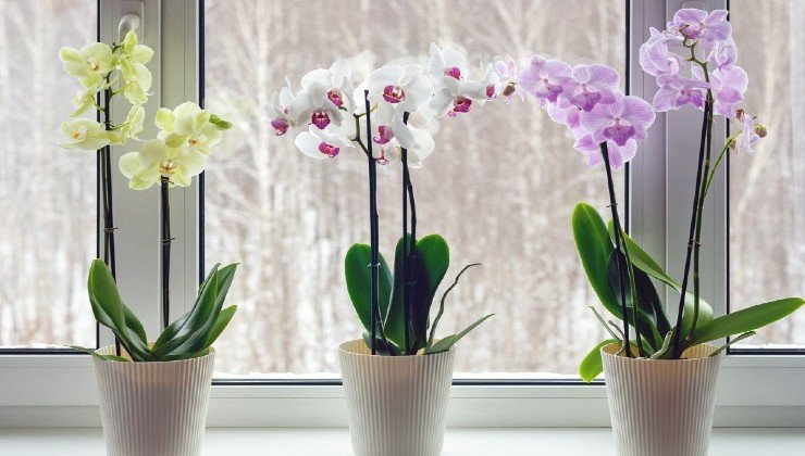 orquídeas