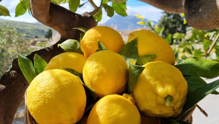 Pianta di limoni Planta de limón