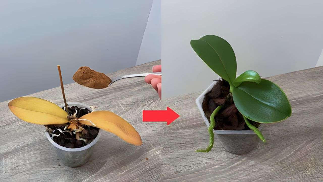 planta seca planta seca