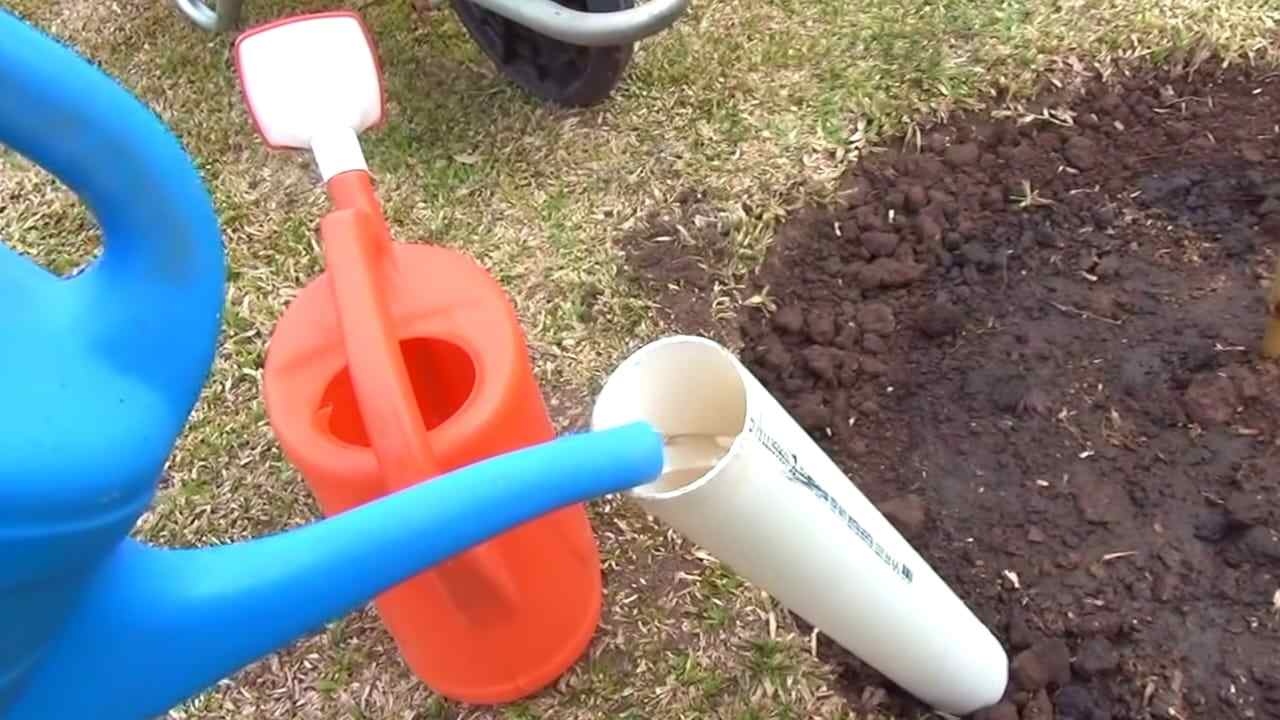 Piantare un albero Plantar un árbol