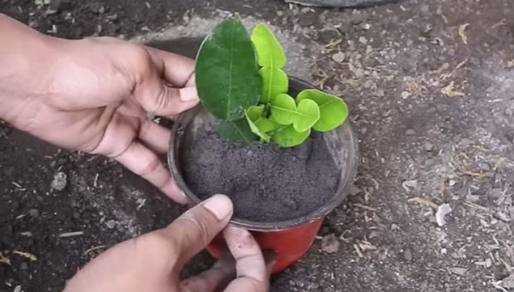 Piantare una talea di limoni Plantar un corte de limones