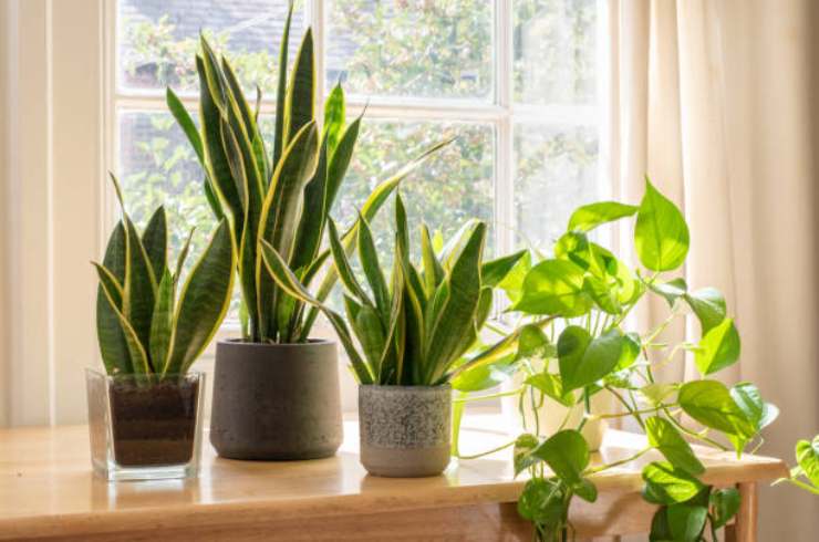 Piante Plantas