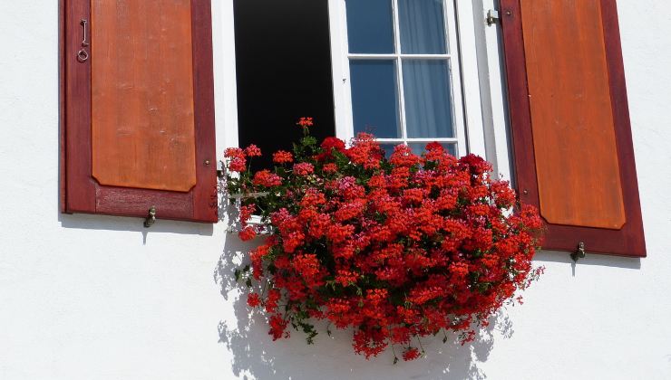 Piante rigogliose per 365 giorni Plantas exuberantes durante 365 días
