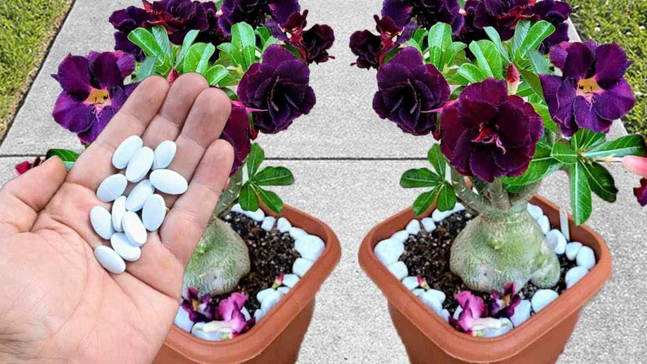 Pastillas en plantas Pastillas en plantas