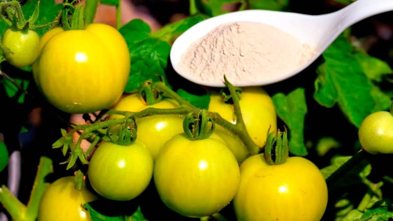 Pomodori gialli Tomates amarillos