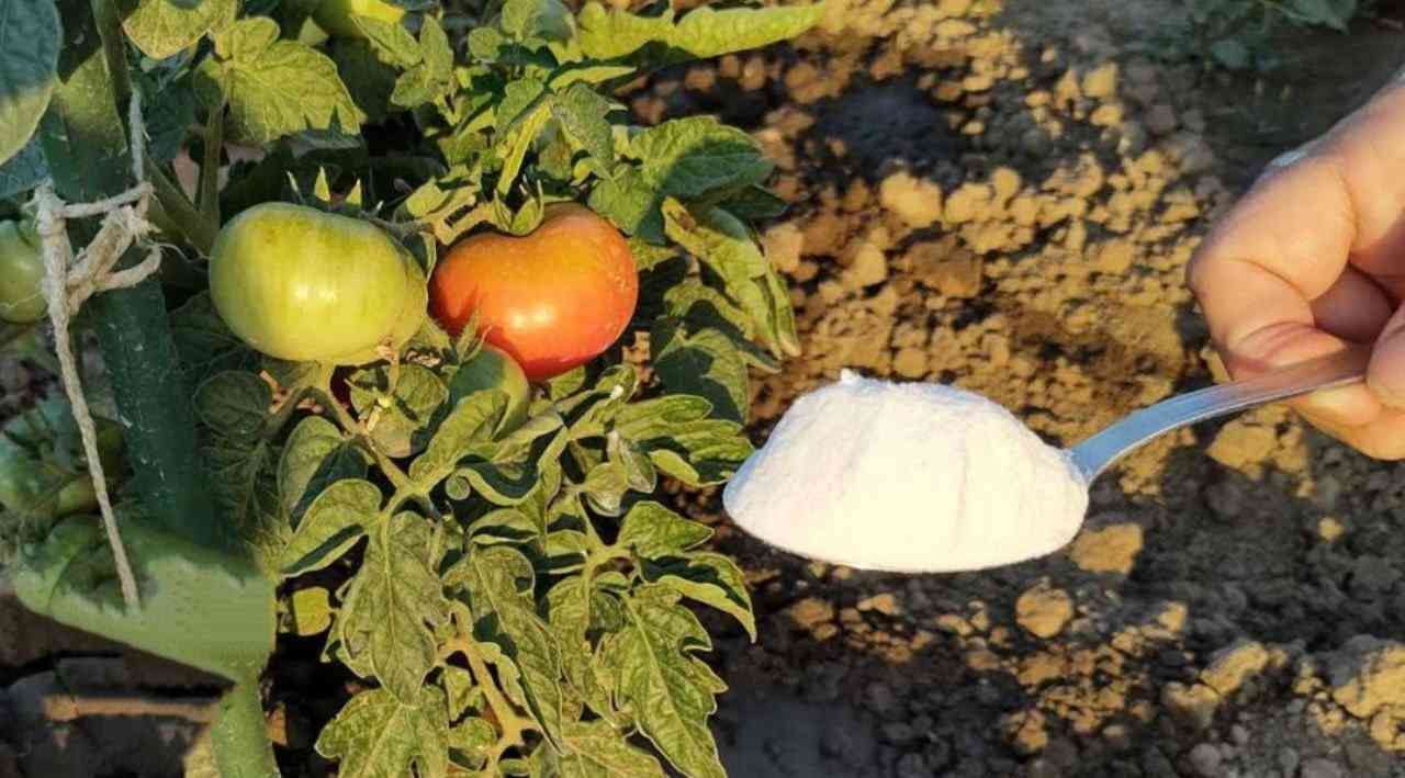 Tomates en el suelo