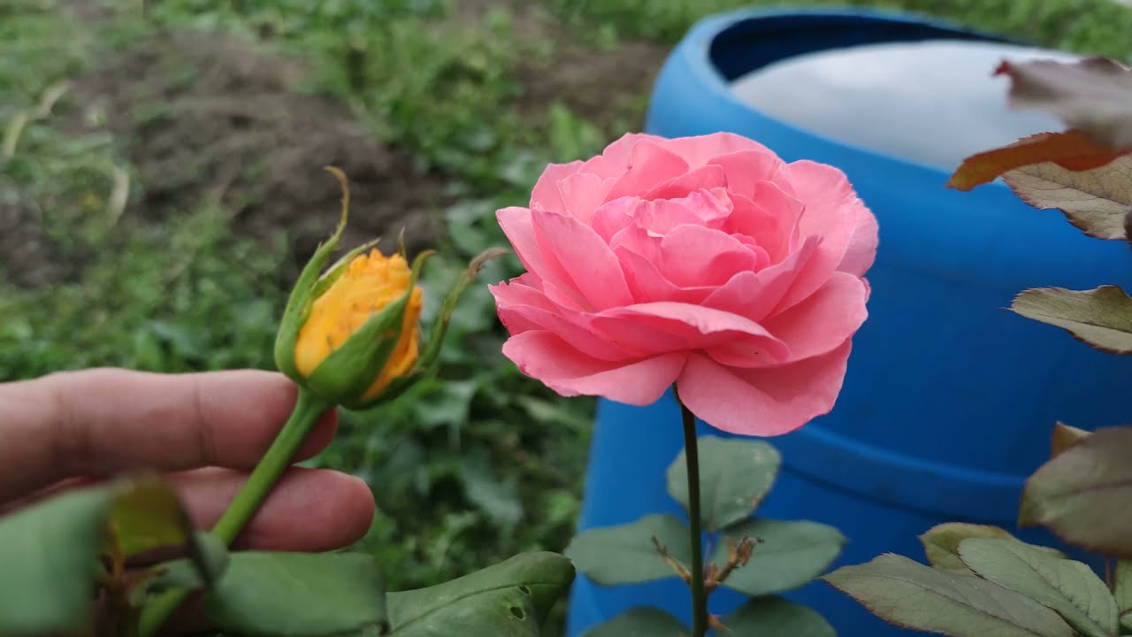 Rosa y capullo de rosa