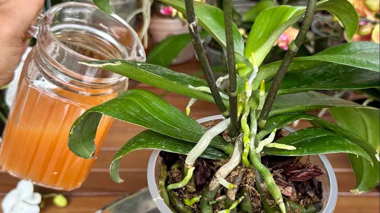 Tazza nella pianta Taza en la planta