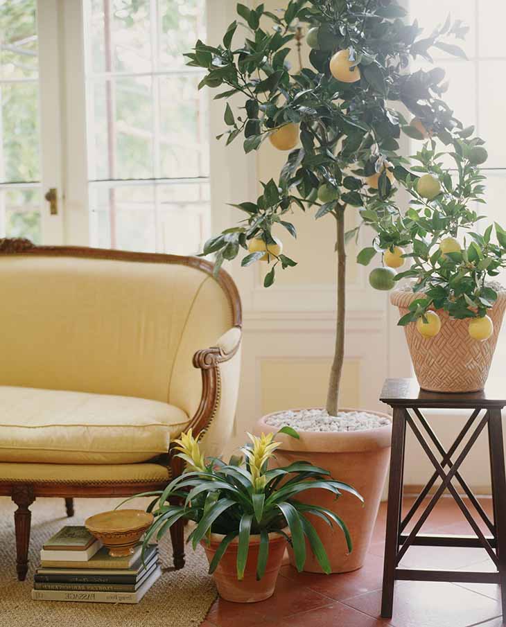 ¿Cómo plantar un limón en una taza para perfumar la casa? 4 limón