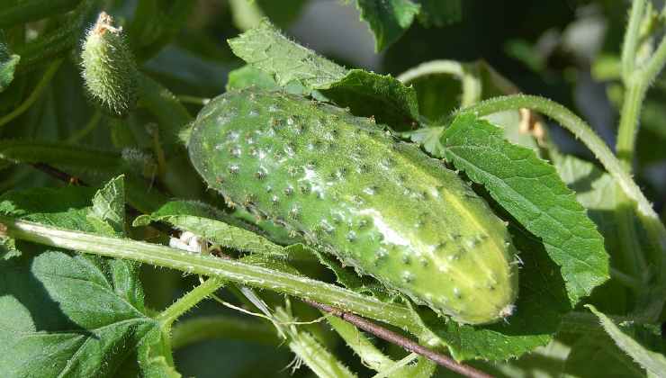 Metti un paio di gocce ai cetrioli Pon un par de gotas a los pepinos
