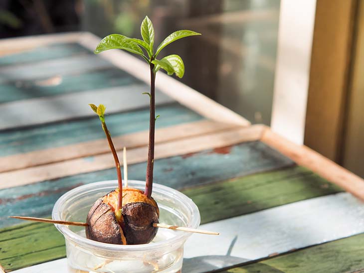 ¿Cómo cultivar aguacates de un hoyo? 3 cultivar un aguacate