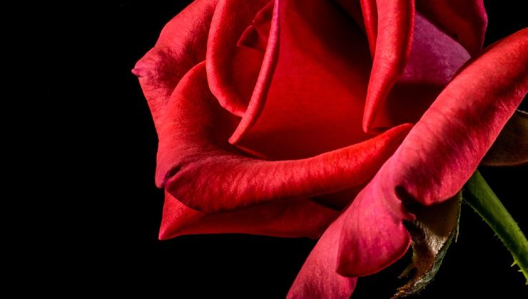 Curare le rose Cuidado de las rosas