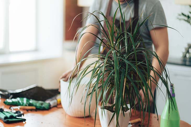 5 plantas que descontaminan y refrescan tu hogar 2 árbol de serpiente