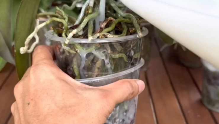 Fertilizzante naturale al latte per orchidee Fertilizante de leche natural para orquídeas