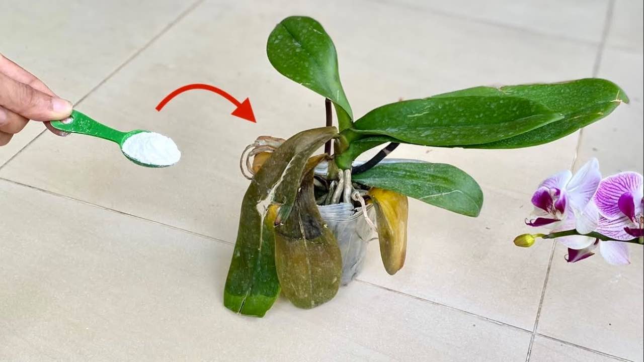 abono para orquideas