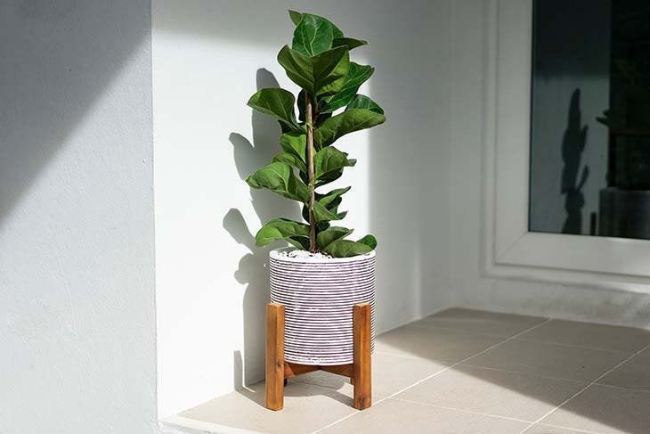 5 plantas que descontaminan y refrescan tu hogar 3 ficus y maceta