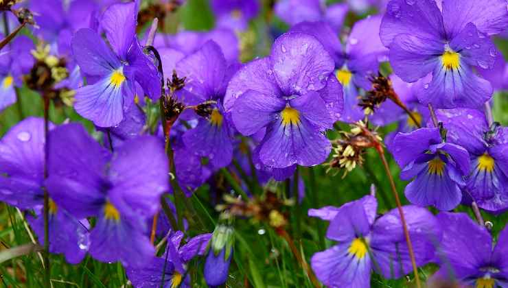 Foglia di violetta nell'uovo Hoja violeta en el huevo