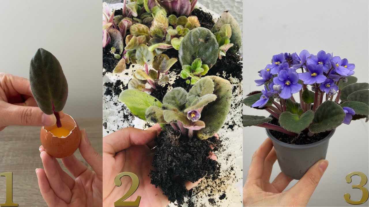 foglia di violetta nell'uovo Hoja violeta en el huevo