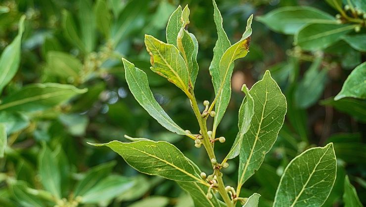 hojas de laurel