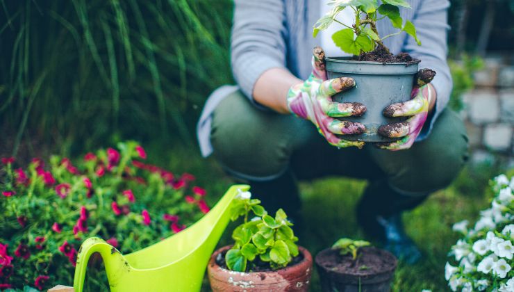 Piantare un melo in giardino Plantar un manzano en el jardín