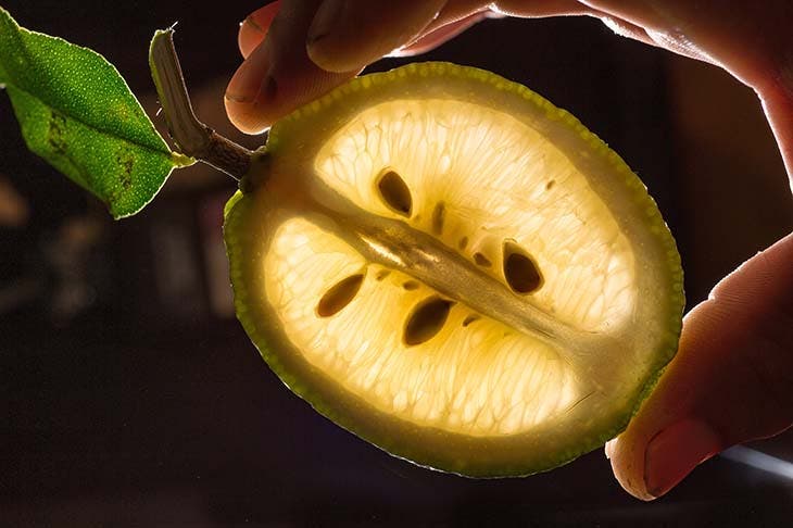 ¿Cómo plantar un limón en una taza para perfumar la casa? 2 semillas de limon
