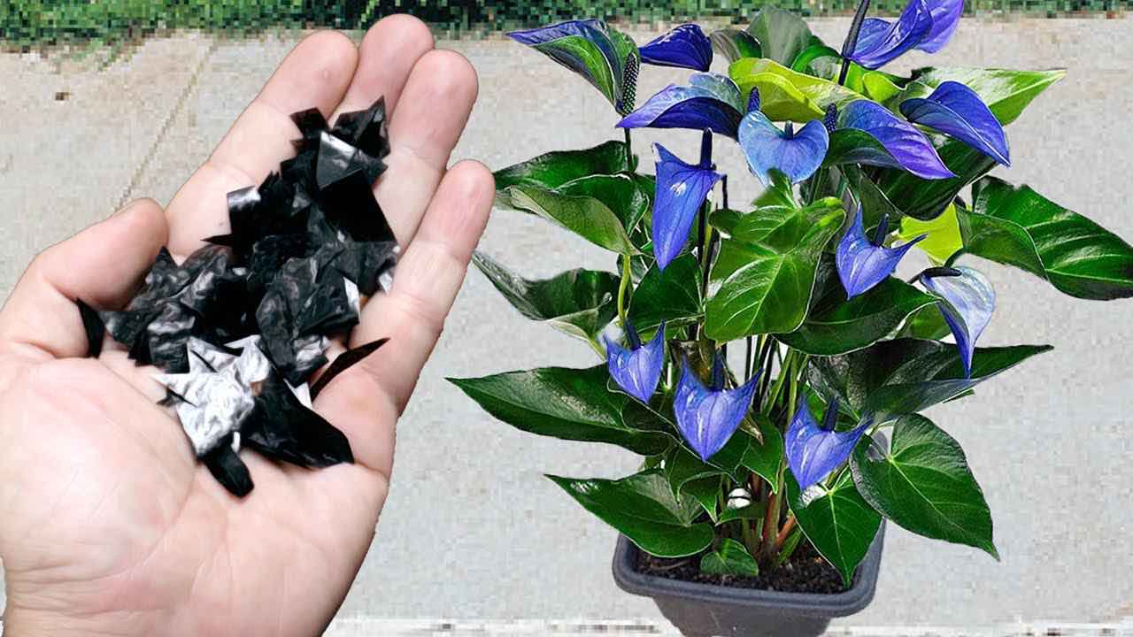 El secreto de los cultivadores