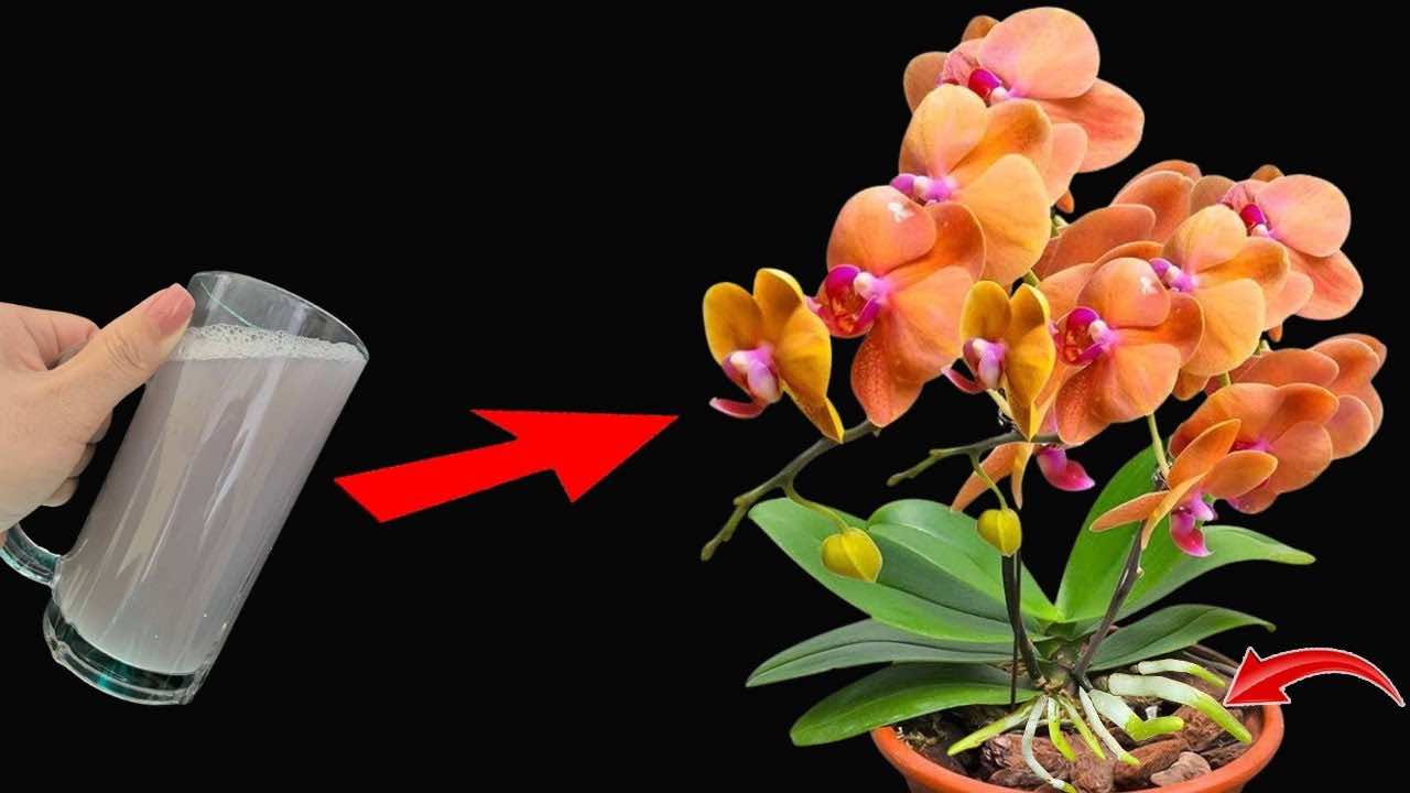 ingrediente fiori e radici forti Ingrediente flores y raíces fuertes