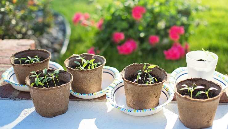 Ingrediente per giardino pieno di fiori Ingrediente para jardín lleno de flores